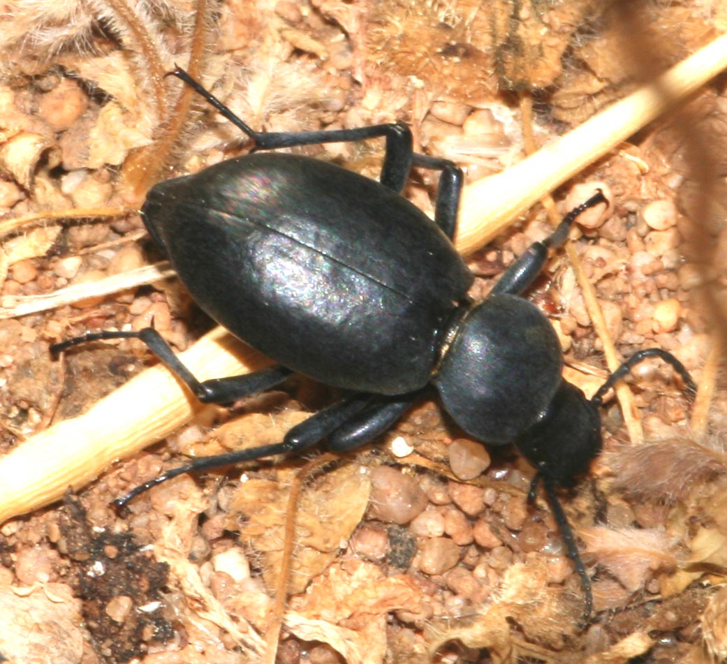 Tentyria grossa sardiniensis